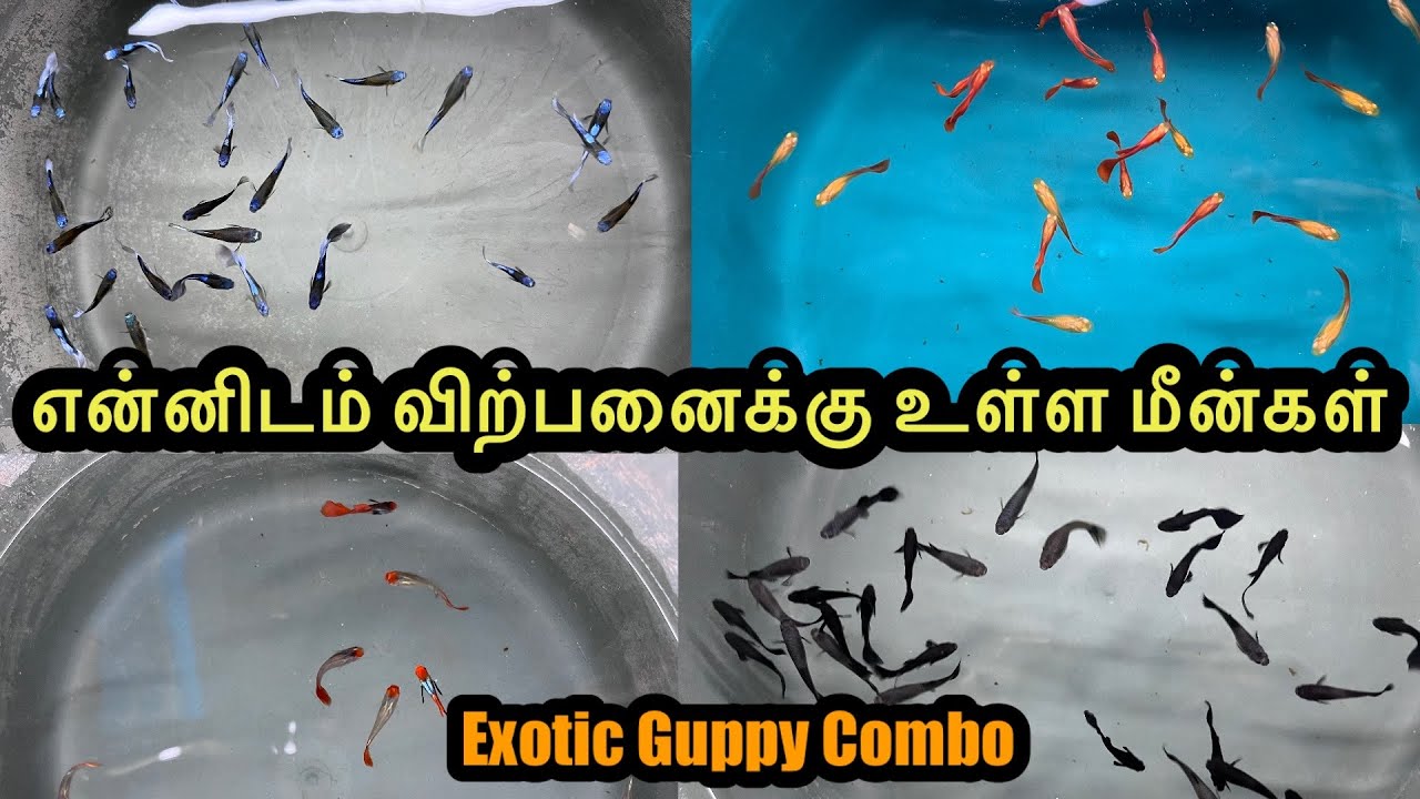 என்னிடம் விற்பனைக்கு உள்ள மீன்கள்|Erode|Guppy|All In Our Fishes|Sales |Aquarium#petslovechannel 