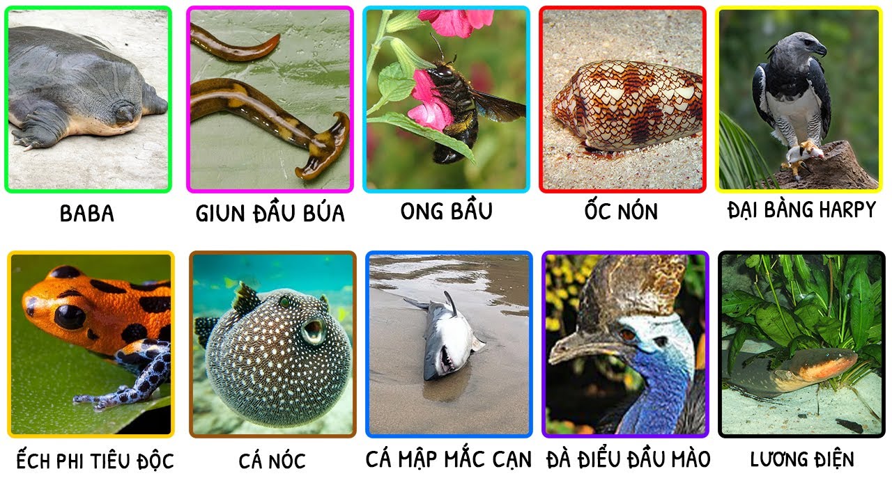 10 Động Vật Có Ngoại Hình Vô Hại Nhưng Cực Kỳ Nguy Hiểm