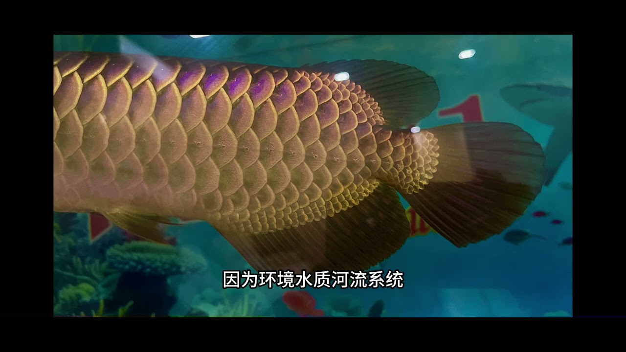一亿年前的金龙鱼#金龙鱼 #龙鱼 #arowana #fblifestyle #熱門 