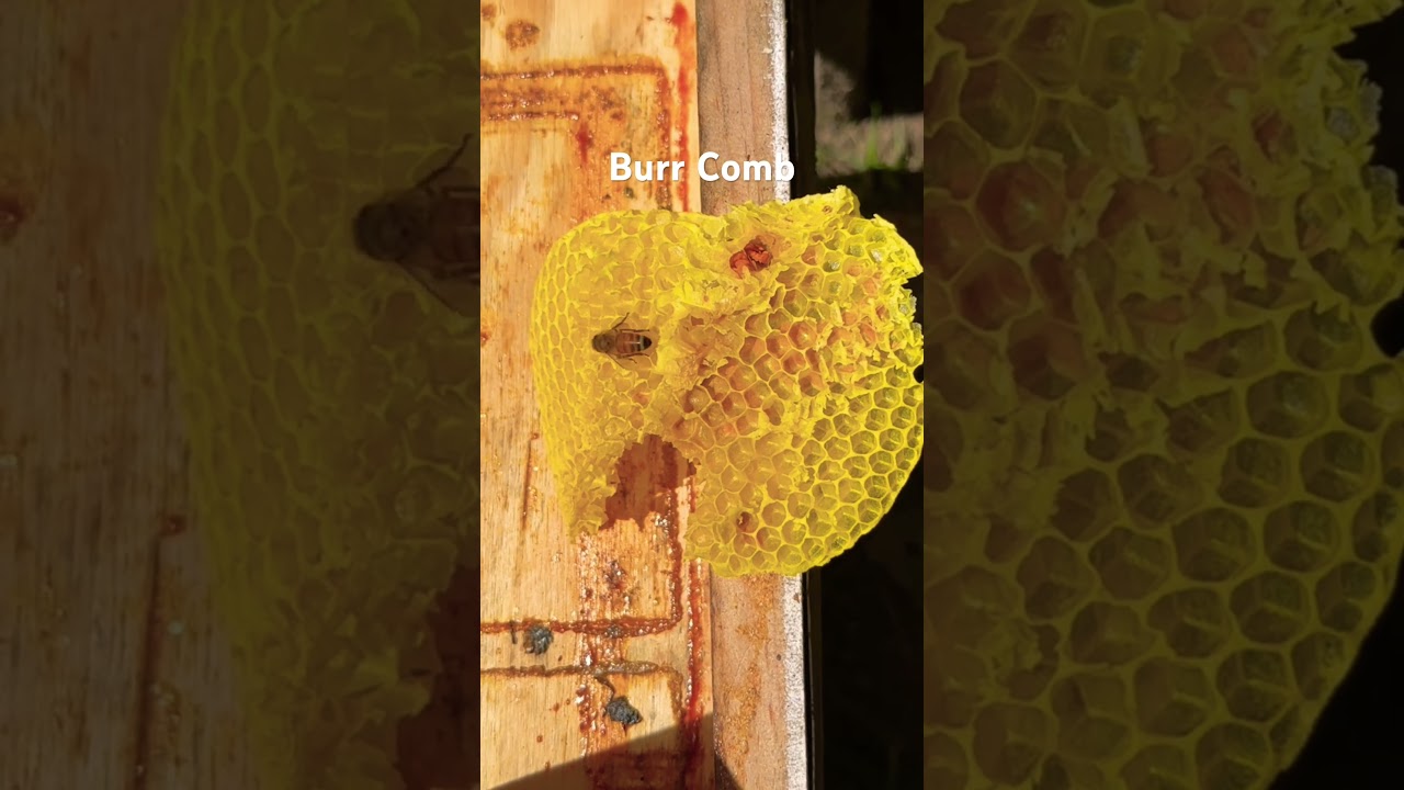 Propolis and Burr Comb 