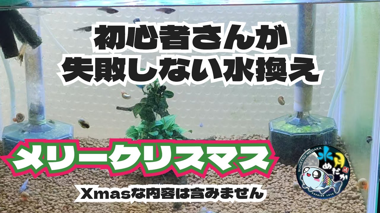 初心者さんにオススメな水換え方法