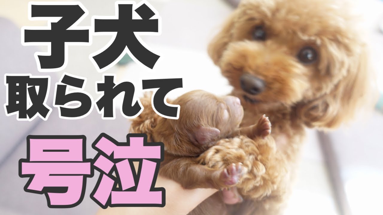 【子犬が産まれたらする事】出産後0-3日/子犬を渡したくない母犬/トイプードルブリーダー
