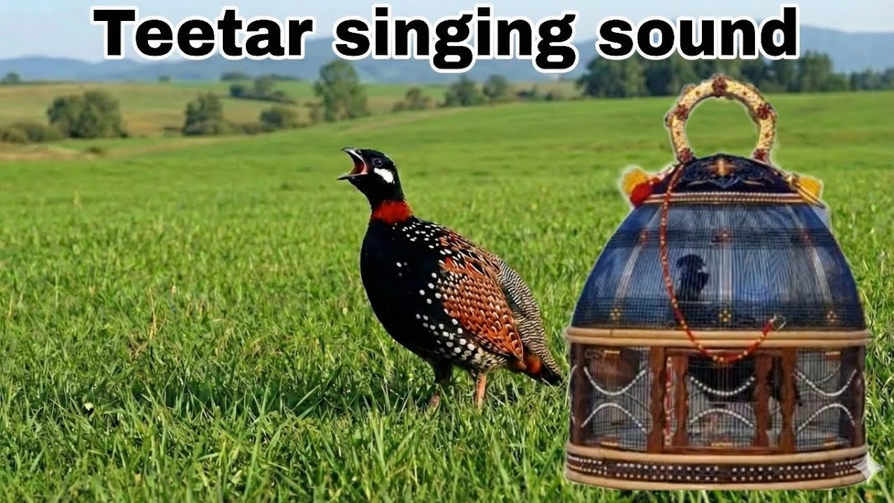 Beautiful Teetar Voice Compilation Original Teetar Voice Black teetar video 