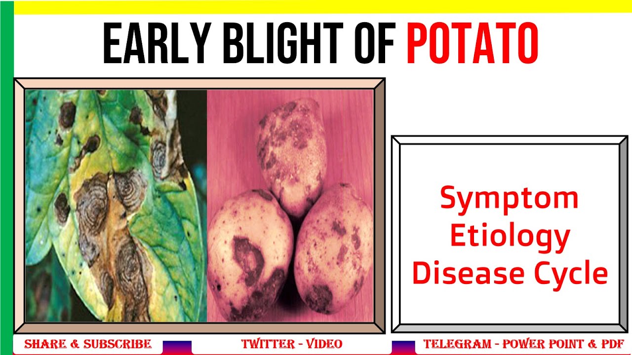 Early Blight of Potato, Symptom, Etiology, Disease Cycle | Alternaria solani | #PHV