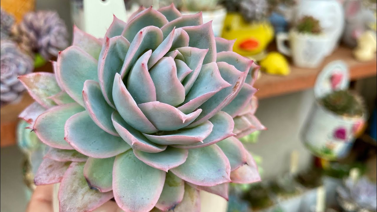 TOUR DETALHADO COM SUCULENTAS LINDAS QUE FICAM NA ESTANTE QUE IMITA CASINHA no meu JARDIM 🏡 