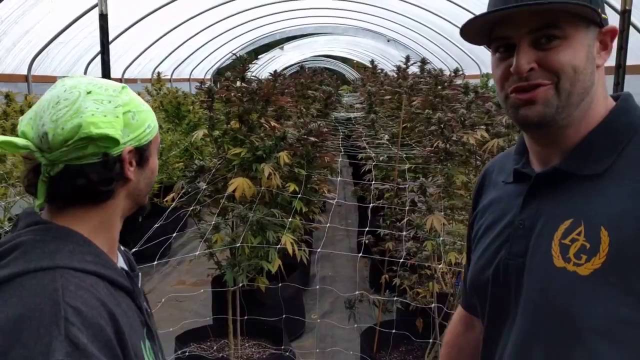 Cannabis Science Conference Trailer