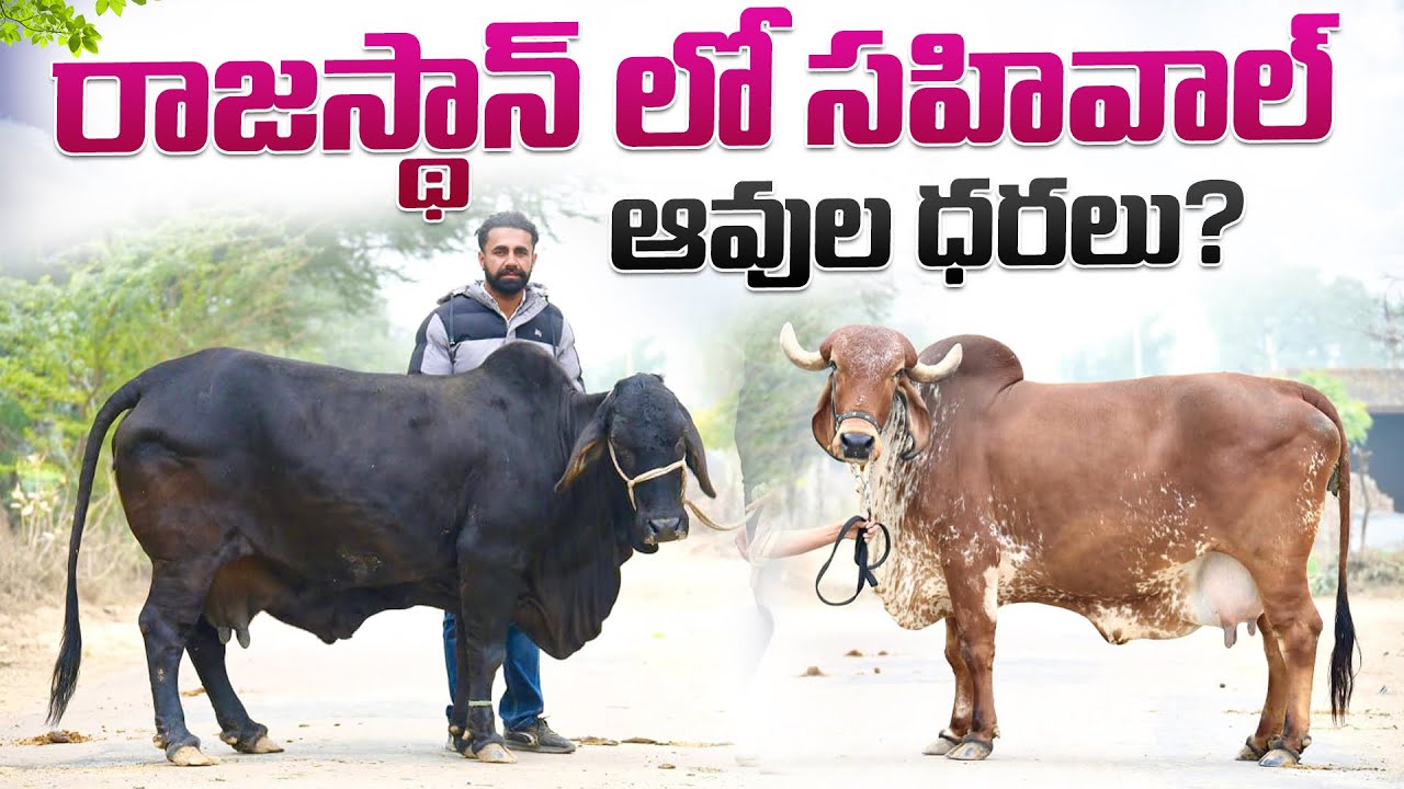 రాజస్థాన్ లో సహివాల్ ఆవుల ధరలు || Milking Sahiwal Cow Prices in Rajasthan 