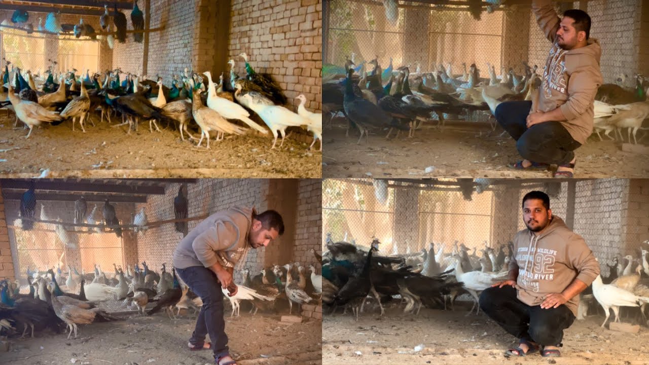1000  Peacock Ka Sabse Bada Farm 😎