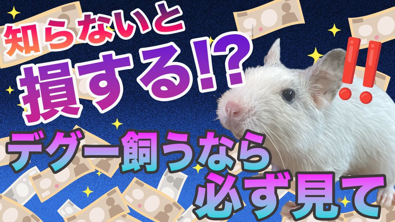 デグーを迎える前に知ってほしい・・・デグーのメッカ渾身のお得なセット！！！