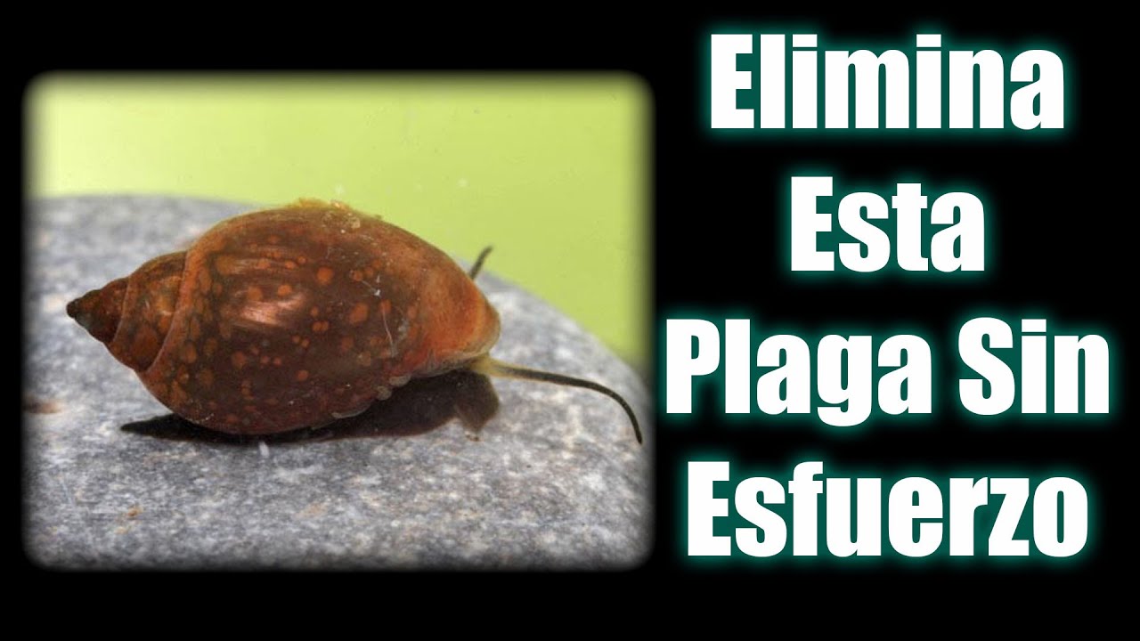 Como Eliminar Caracoles del Acuario | 100% Eficaz, Rápido y Seguro