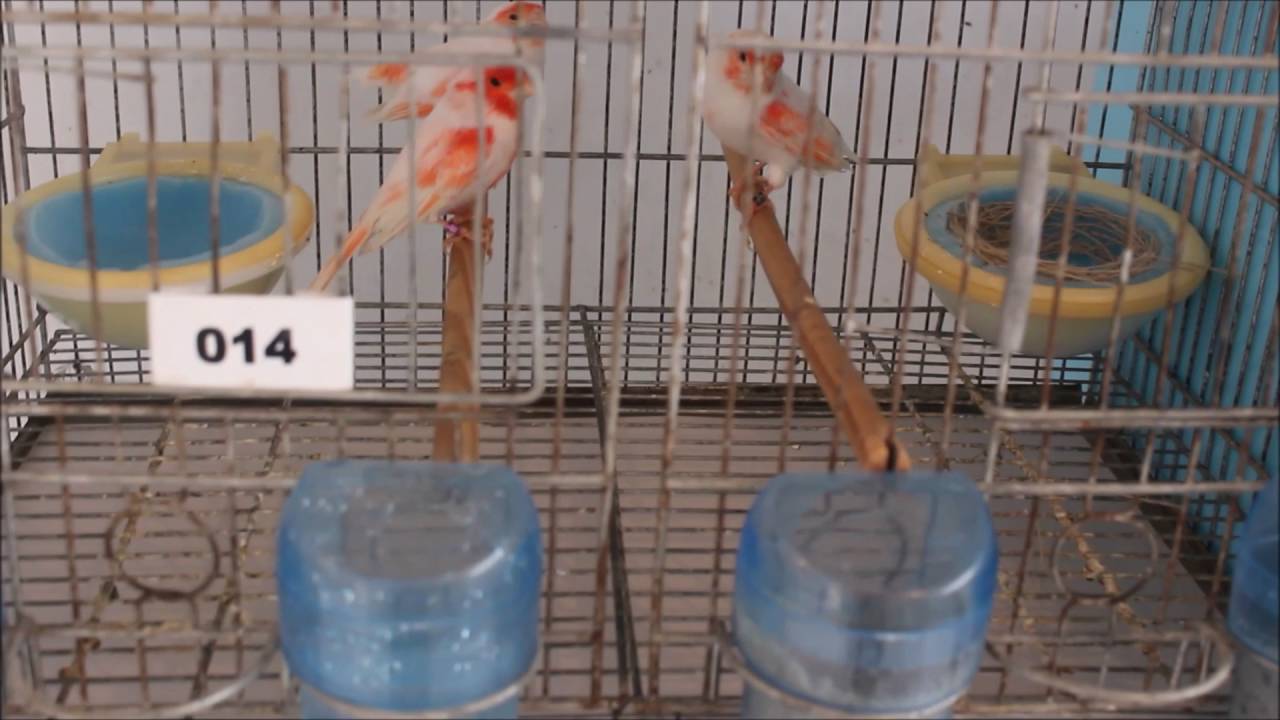 Bigamia com Duas Fêmeas e um Macho na Mesma Gaiola!