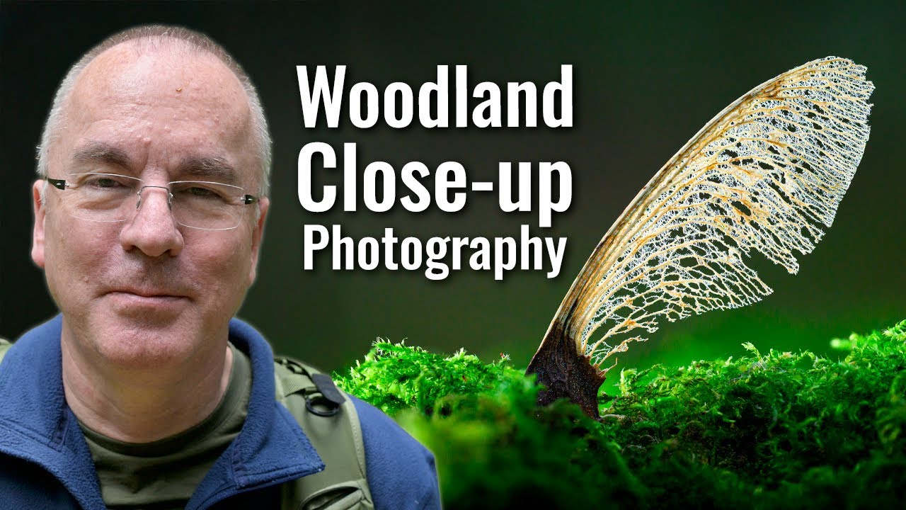 Woodland Close up Photography | Focus-stacking macro in the forest