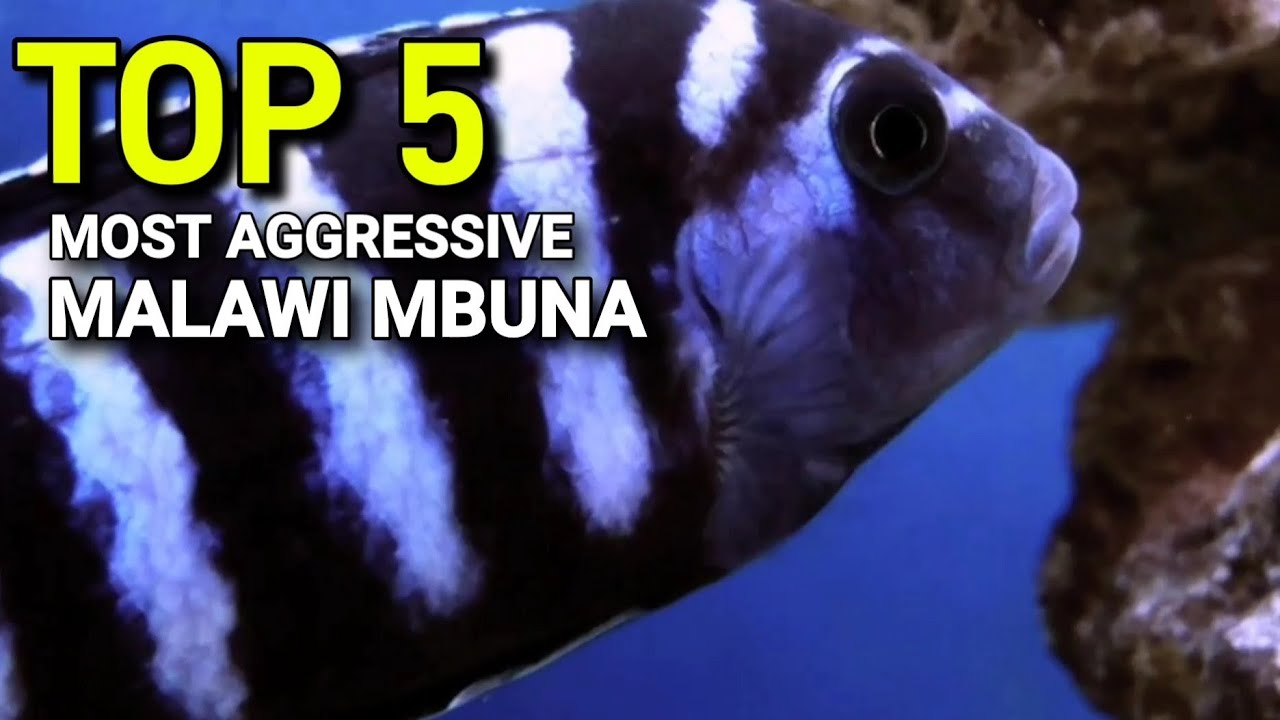 TOP 5 Most Aggressive Malawi Mbuna Cichlids