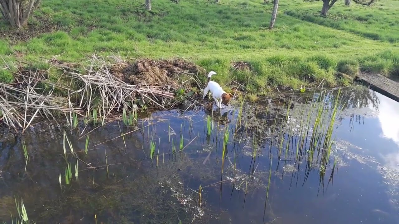 Dog eaten by crocodile in billabong