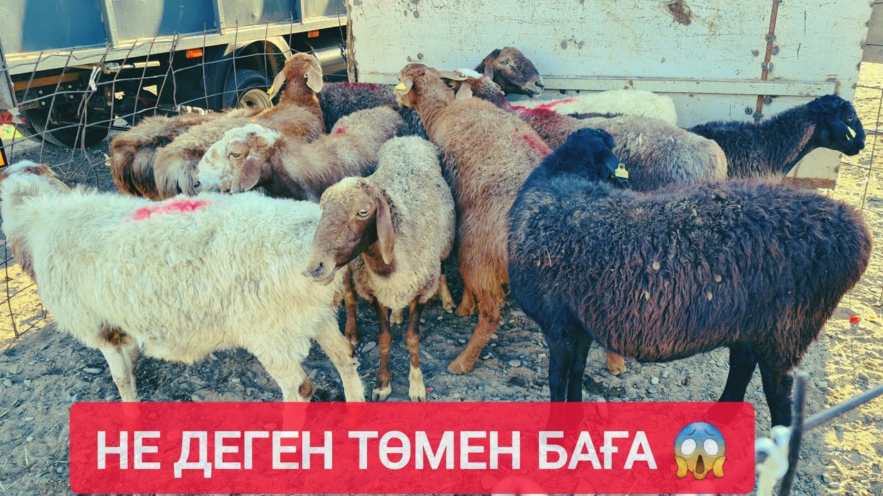 НЕ ДЕГЕН АРЗАН БАҒА, ТОҚТЫ, ҚОЙ, ЕШКІ, ТЕКЕ ҚОШҚАР БАҒАЛАРЫ.