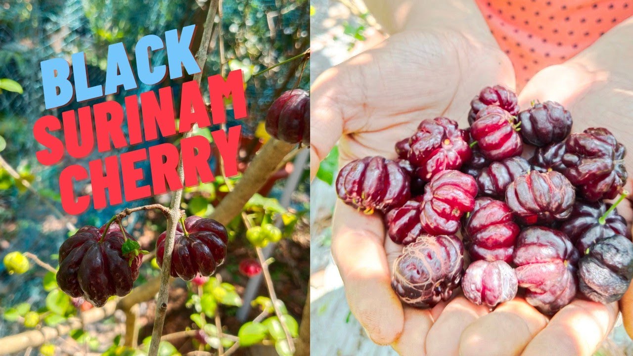 Black Surinam Cherry Eugenia Uniflora tasting Cherry 🍒