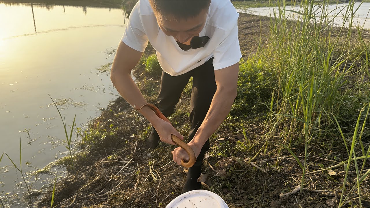 天气热了鳝鱼更活跃了，拿捏就会比较更轻松了#熱門