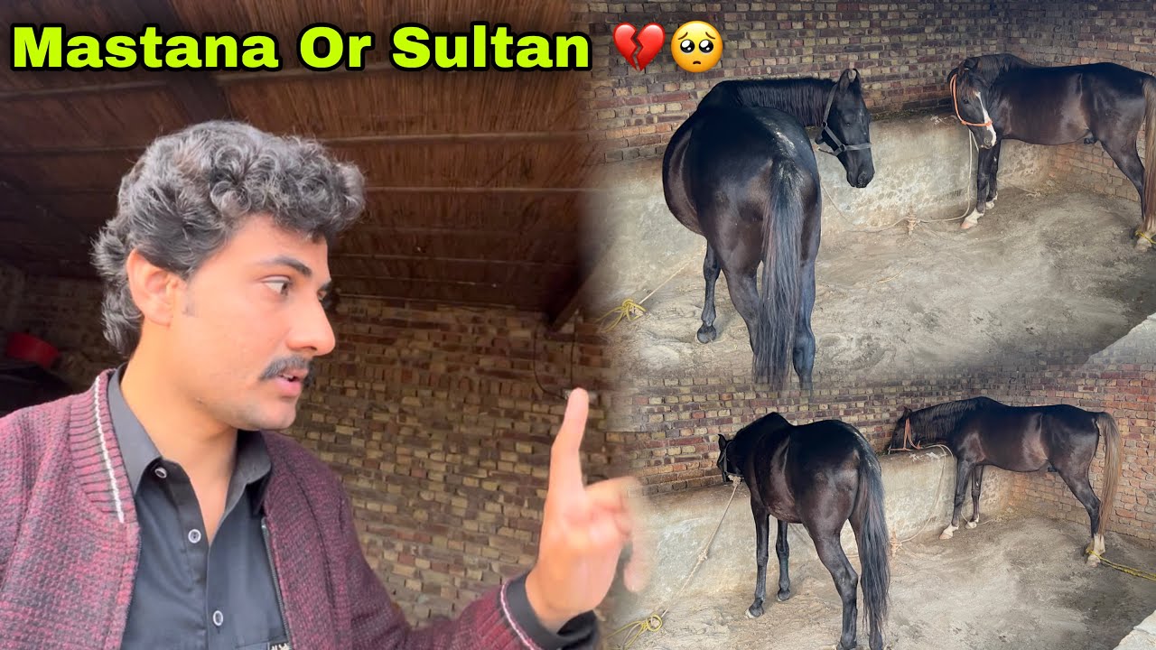 Sultan Or Mastany K Sath Bht Bura Howa 💔😰 