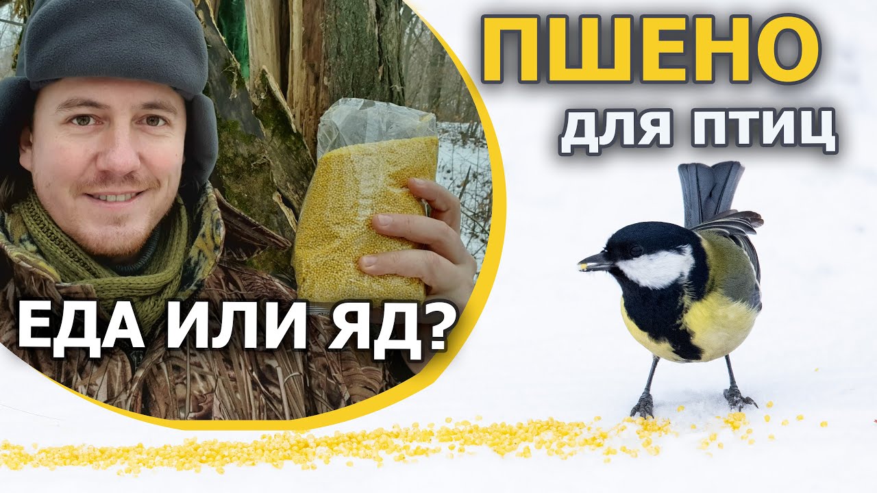 Можно ли птицам давать пшено? / Отделяем зёрна от плевел