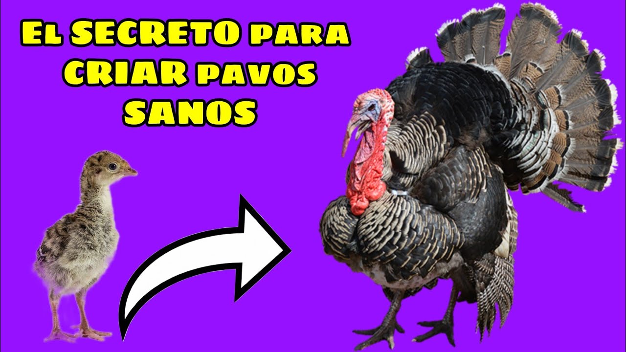 ❗️Comprobado❗️Este secreto evitará que se  mueran los pavitos en sus primeros días. Alina Albarrán