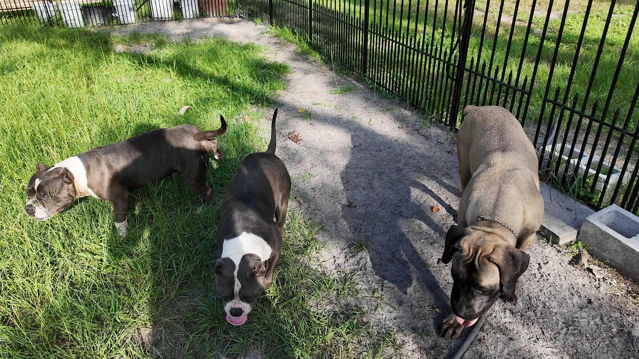 ANOTHER DAY AT TRITON KENNELS