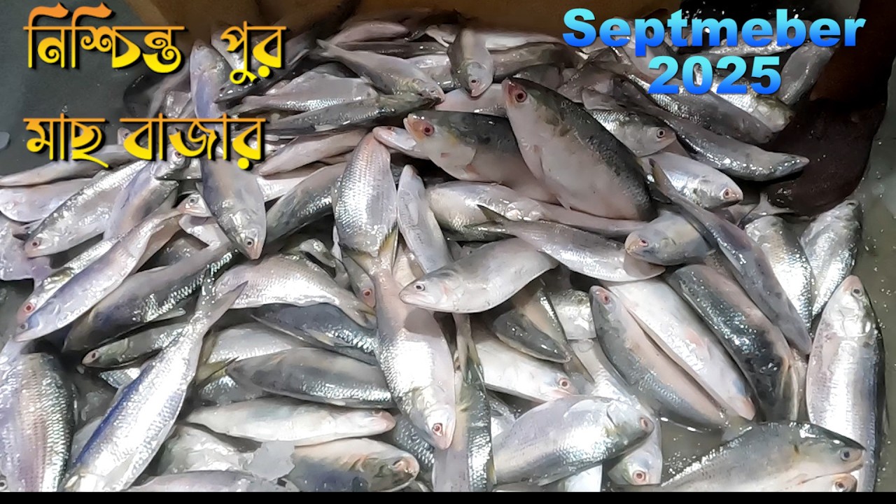 Nischintopur  Fish Market  Sept 2025| নীশ্চিন্তপুর পাইকারি মাছ বাজার | Hilsa, Pomfret, Prawns & More