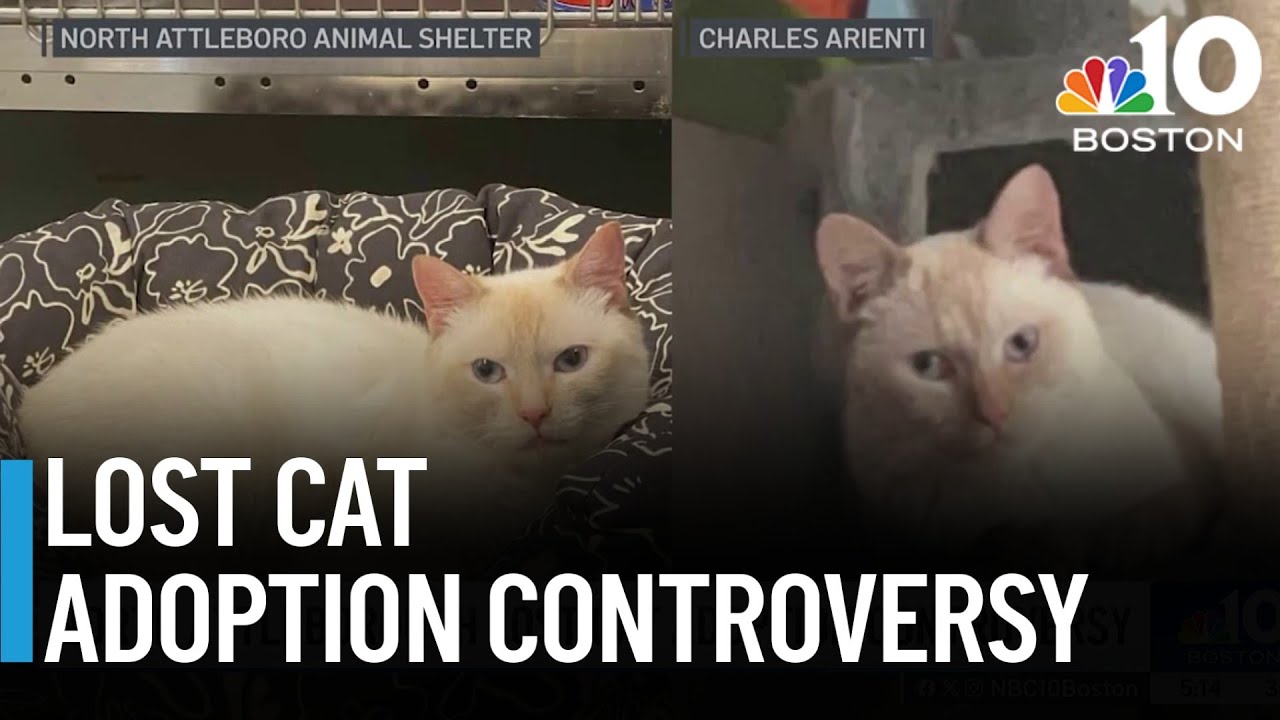Controversy brews over identity of cat adopted from shelter in North Attleborough