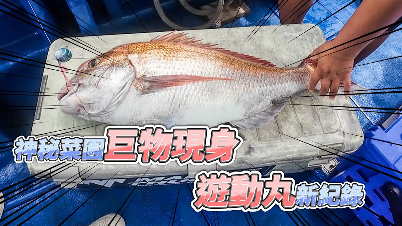 【台客去船釣】游動丸16斤巨大真鯛現身！大四齒，大黃雞，大赤宗！近海密點不管什麼魚都是大的！feat.錦豐順6號娛樂海釣船
