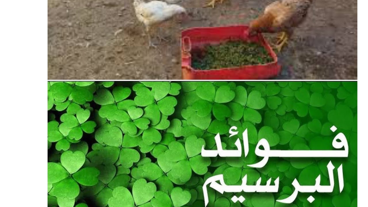 **فوائد البرسيم في تغذية الفراخ والبط: حقائق مذهلة!