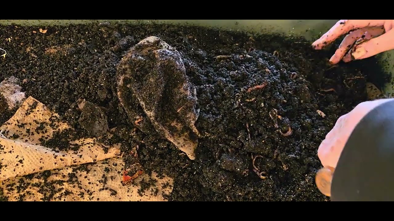 Where's the Pepper 🫑hiding in Jack Wormbin?