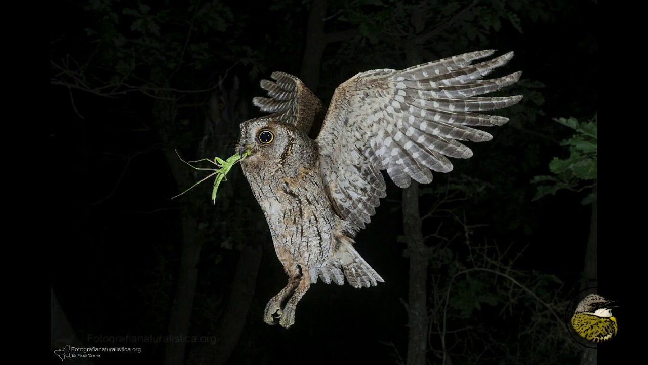 Canti e versi dei rapaci notturni (Strigiformi)  e del succiacapre - Owl calls and songs