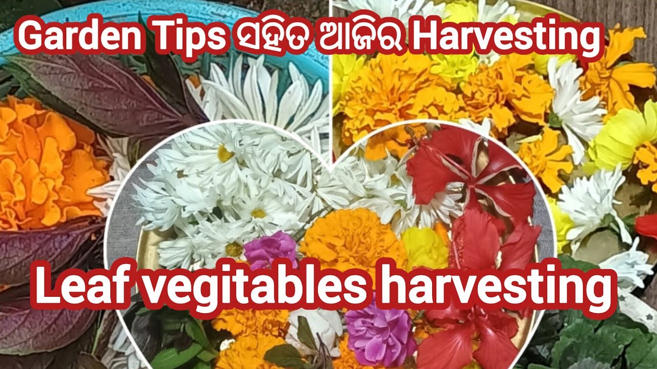 ବଗିଚାରୁ କଣ ସବୁ ଆଣିଲି/Garden tips ସହିତ ଆଜିର Harvesting #@supravamishra5346 