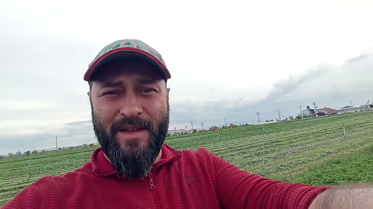 2023 Yonca sezonuna başladık #yonca #bilensoy80 #ot #yembitkisi #baykorkmaz #mustafakorkmaz @herkes