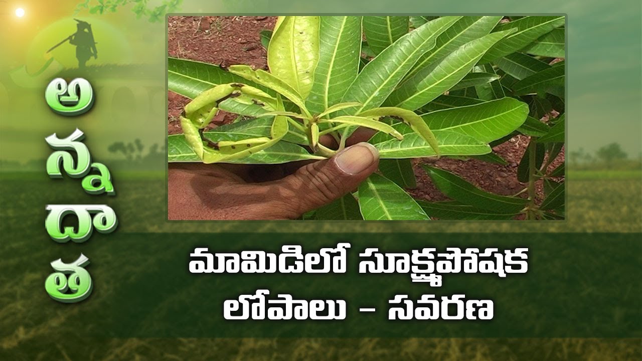 Micro Nutrient deficiencies in Mango