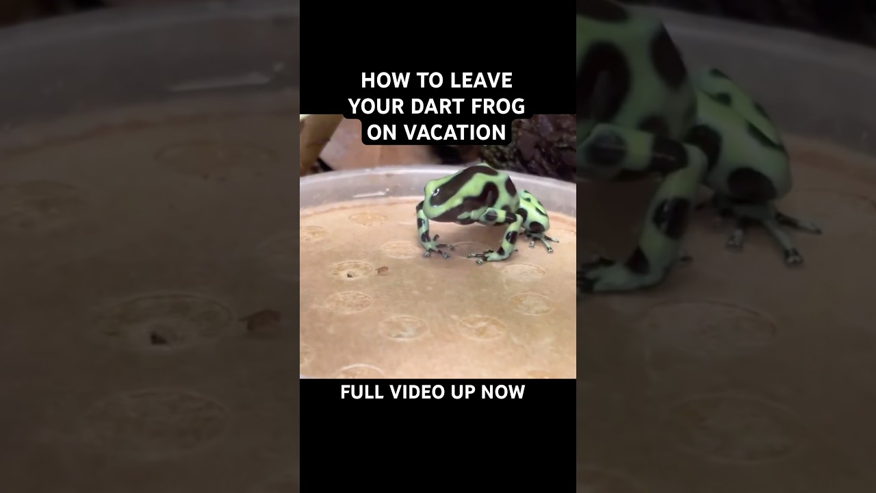 Кормление лягушек-дротиков во время отпуска! #террариум #виварий #лягушка-дротик