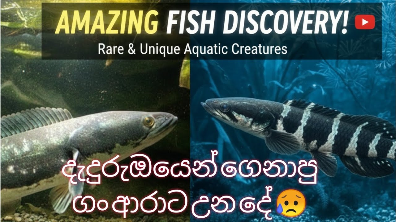 හීනෙකින්වත් හිතුවේ නැති දෙයක් යාලුවනේ😞 Amazing big fish in srilankan river #channa #monsterfish #my 