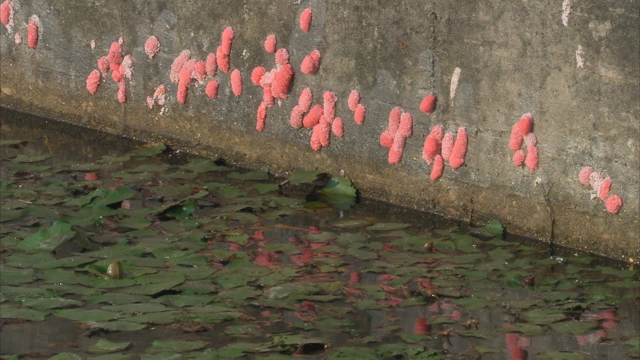 福壽螺養不得｜養殖生產急喊停 (公共電視 我們的島第626集 2011-10-19)