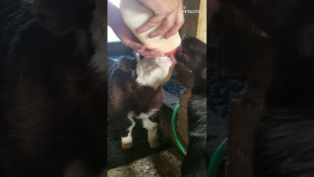 Dog licks milk while baby cow drinks || PETASTIC 🐾