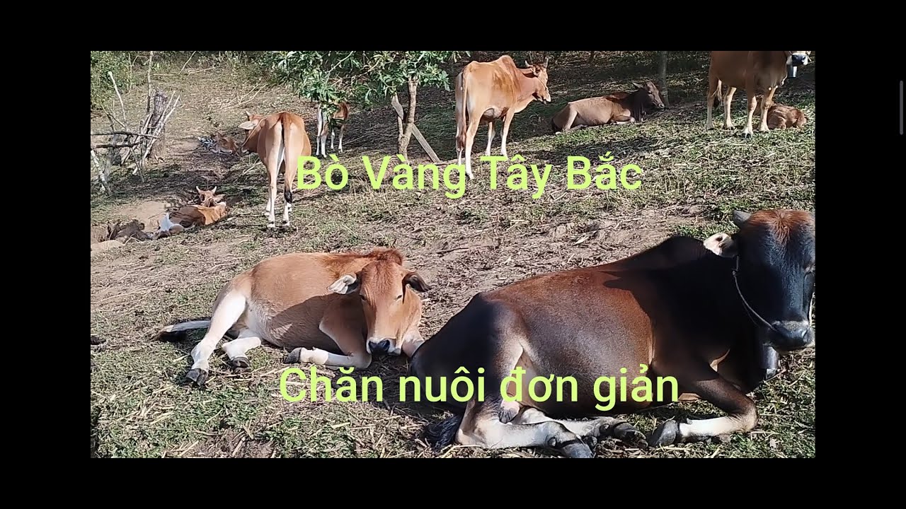 Nuôi bò tây bắc, chăn nuôi bò đơn giản
