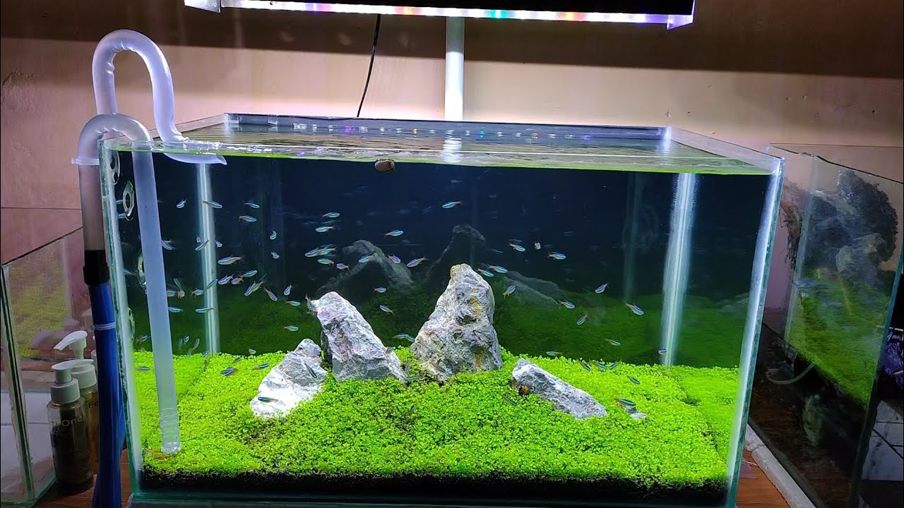 Membuat Aquascape Tema Iwagumi ( Benih karpet Seed )