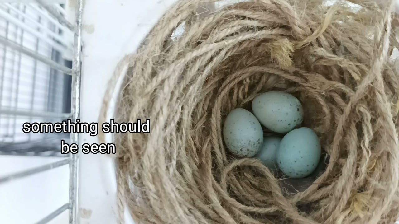 Breeding Canaries Ep. 3 - Egg candling