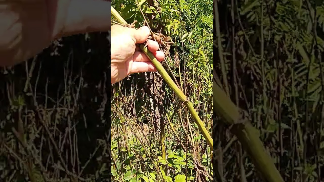 Come riconoscere il sambuco velenoso (Sambucus ebulus)