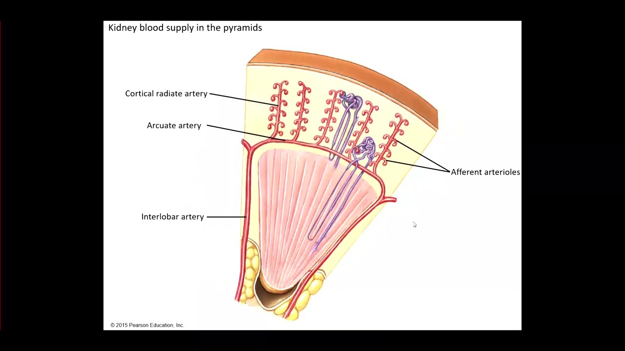 AP 2 Lab Blood Flow of the Kidney
