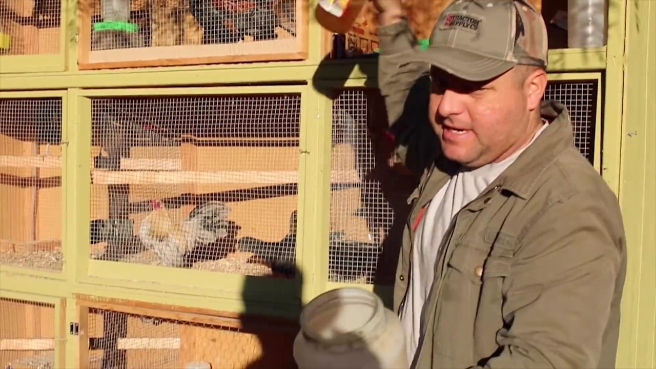 Mi Rutina diaria, Los Gallitos Miniatura, Alimentando y chekando Todo