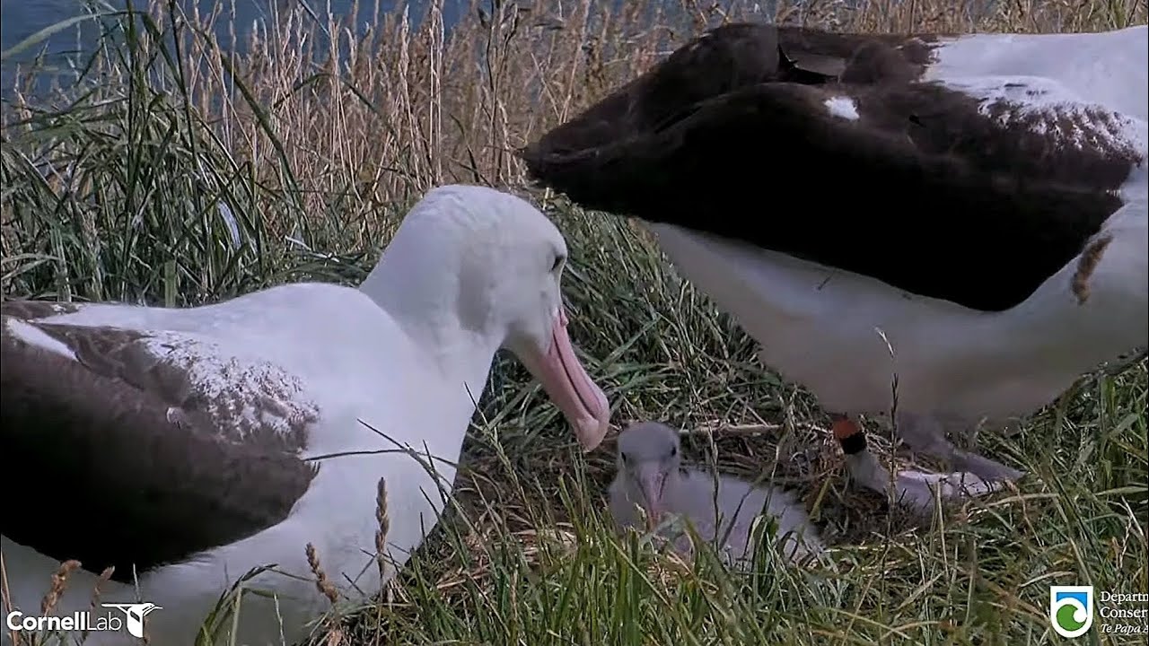 Royal Albatross - WYL💙 came back today after a very short time on the ocean 🌊 