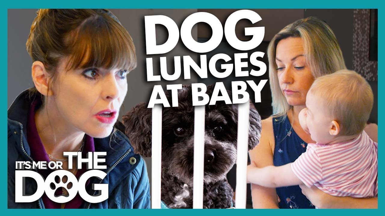 Parents Can't Pick up Their Baby Without Their Dog Going Ballistic | It's Me or The Dog