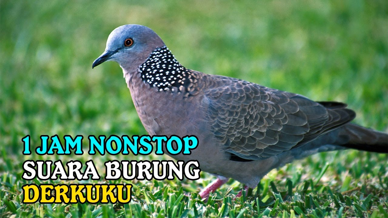 Suara Burung Derkuku Gacor Lokal 1Jam + Nonstop