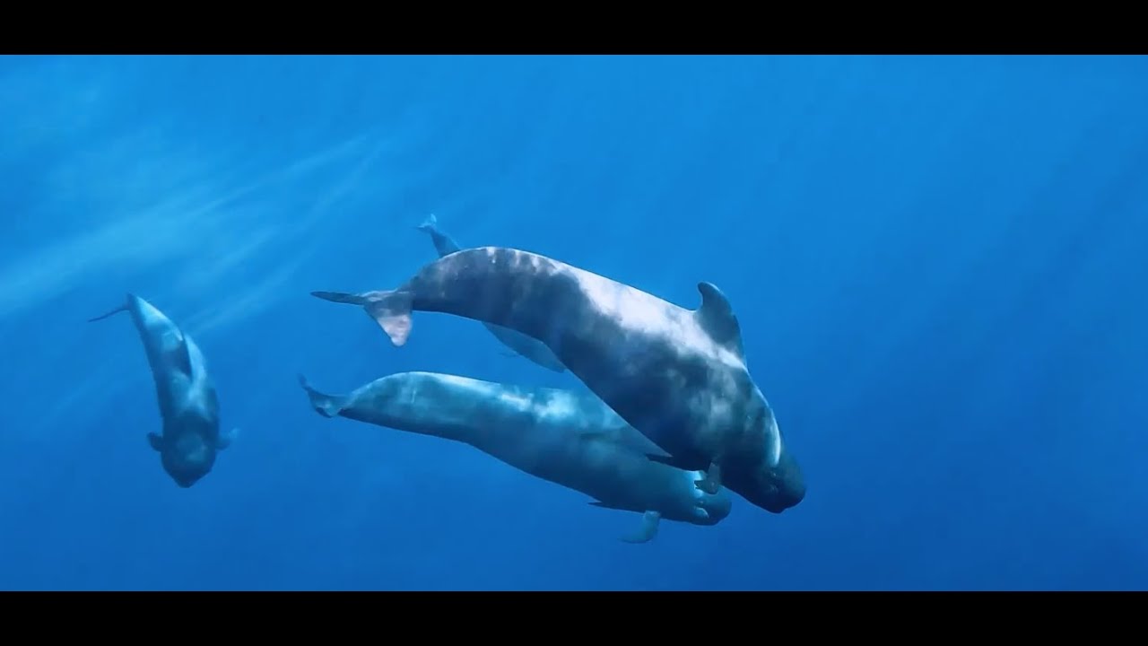 Madeira Whale Heritage Area