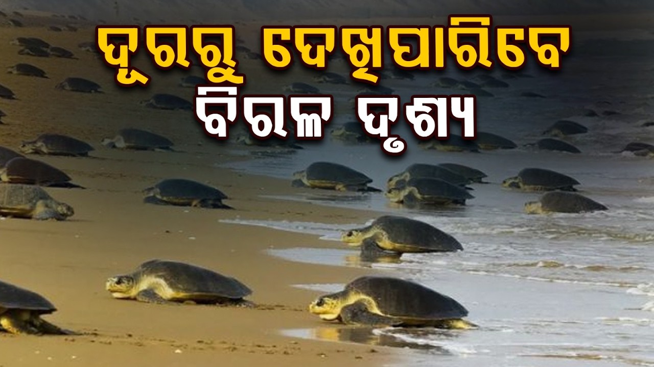 Olive Ridley Turtles Nesting at Bateswar Beach | Rare Wildlife Sight in Safe Buffer Zone Odisha
