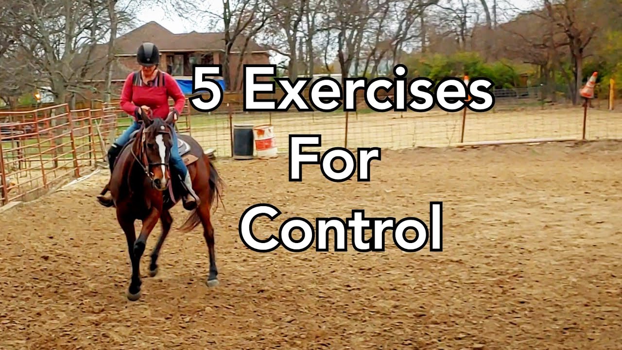 5 Basic Riding Exercises to do with a green horse at a walk for control